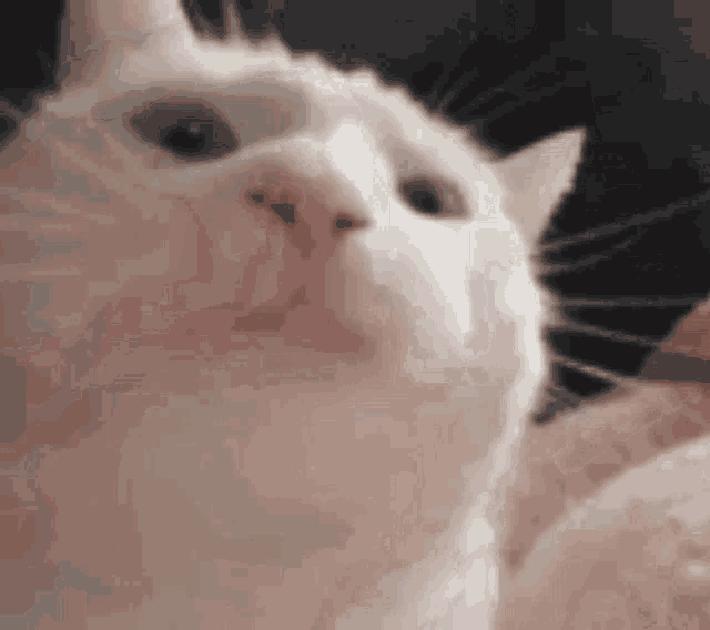 Cat Jam